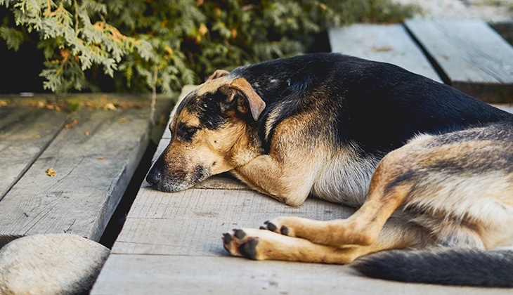 diabetes hund